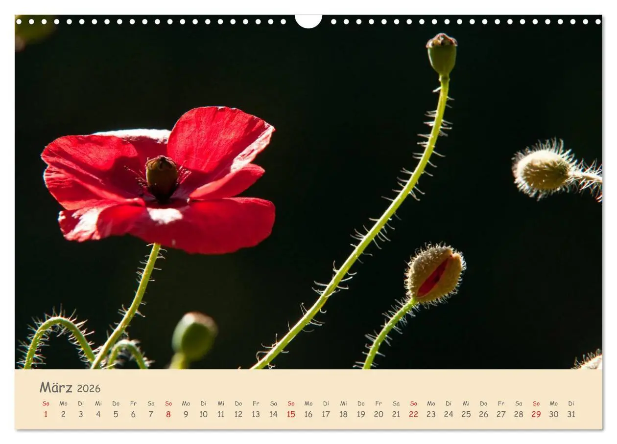Bild: 9783457975770 | Mohnblumen - rote Schönheiten (Wandkalender 2026 DIN A3 quer),...