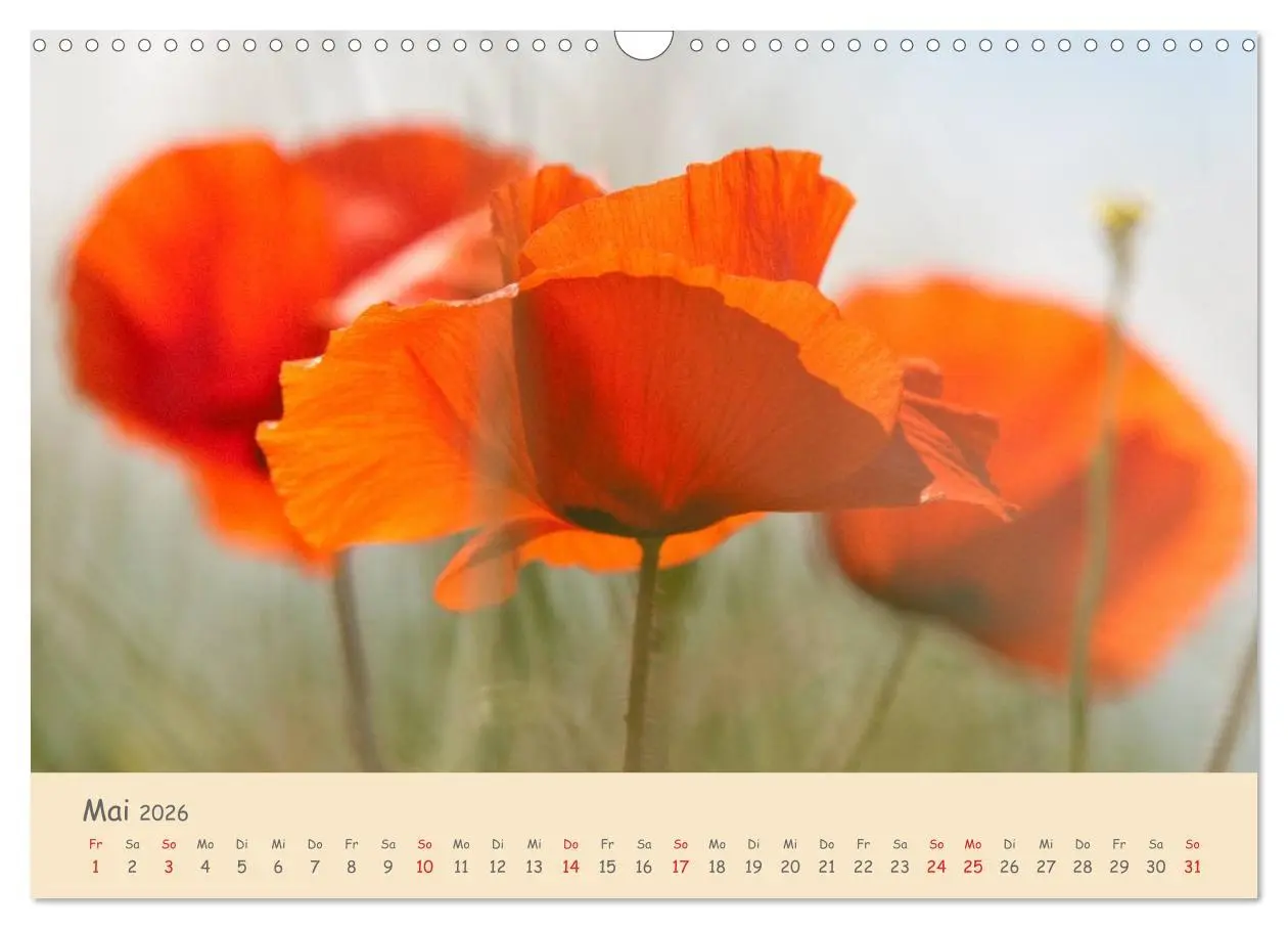 Bild: 9783457975770 | Mohnblumen - rote Schönheiten (Wandkalender 2026 DIN A3 quer),...