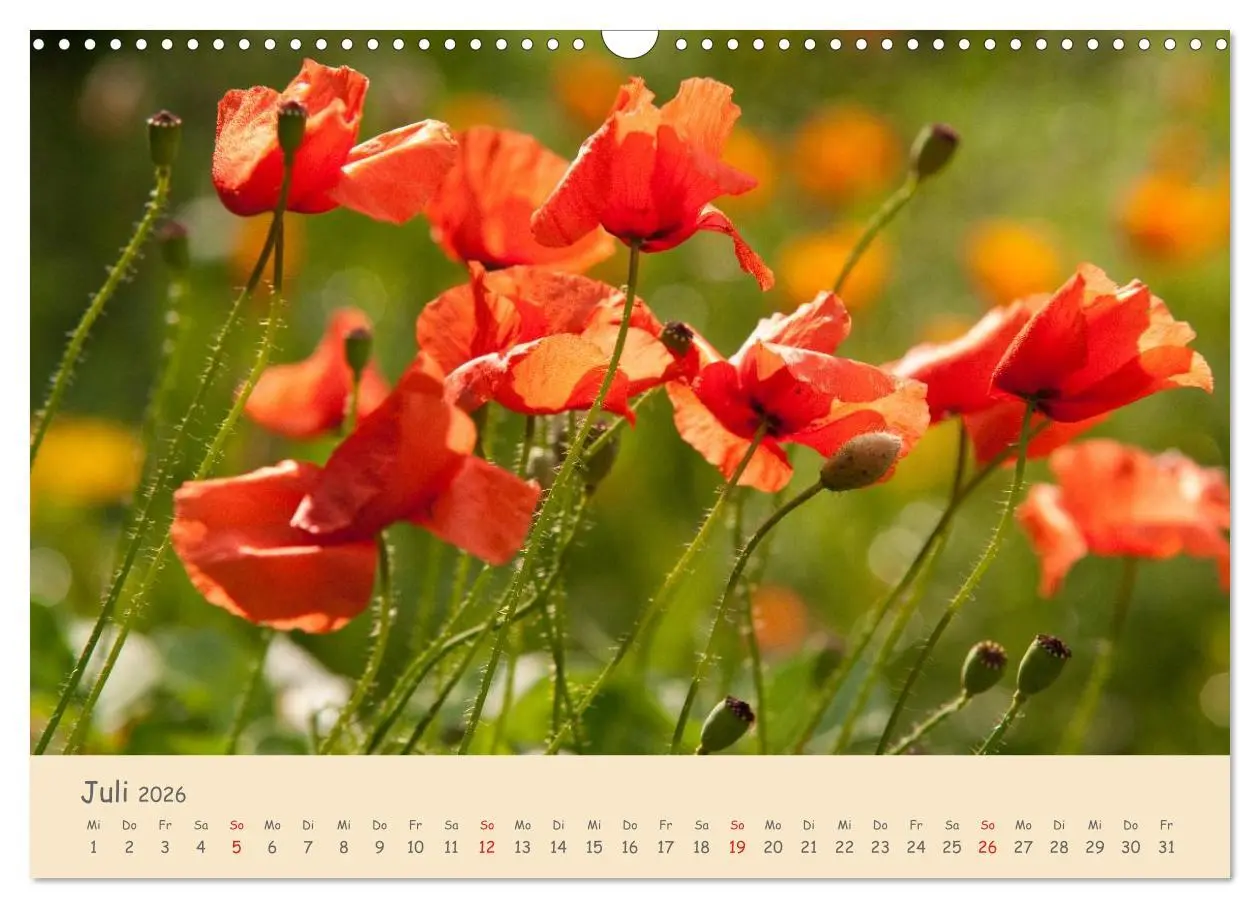 Bild: 9783457975770 | Mohnblumen - rote Schönheiten (Wandkalender 2026 DIN A3 quer),...