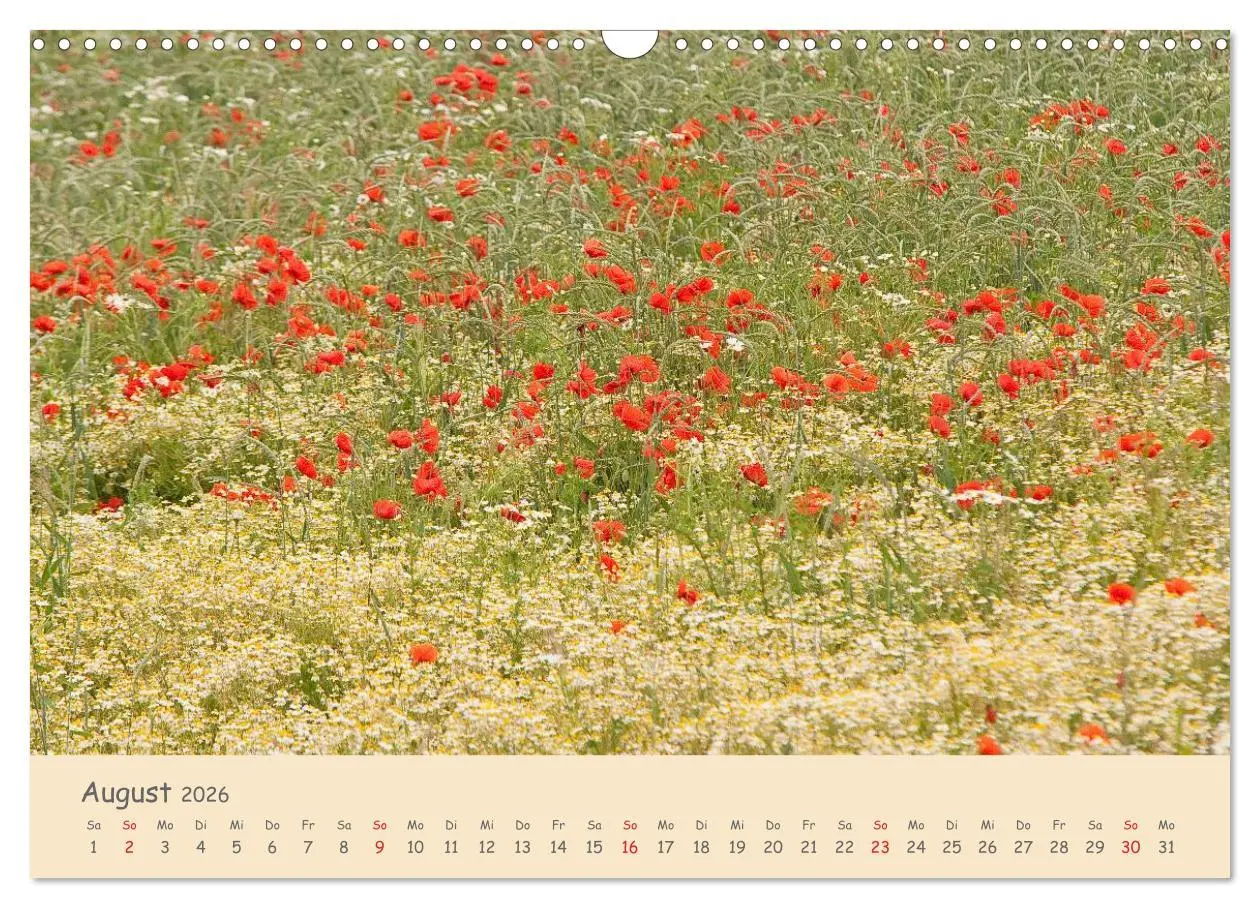 Bild: 9783457975770 | Mohnblumen - rote Schönheiten (Wandkalender 2026 DIN A3 quer),...