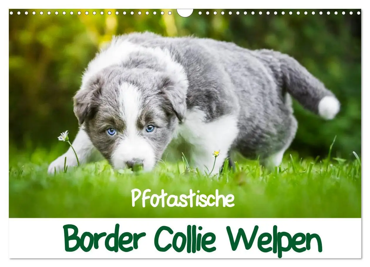Cover: 9783516065770 | Pfotastische Border Collie Welpen (Wandkalender 2026 DIN A3 quer),...