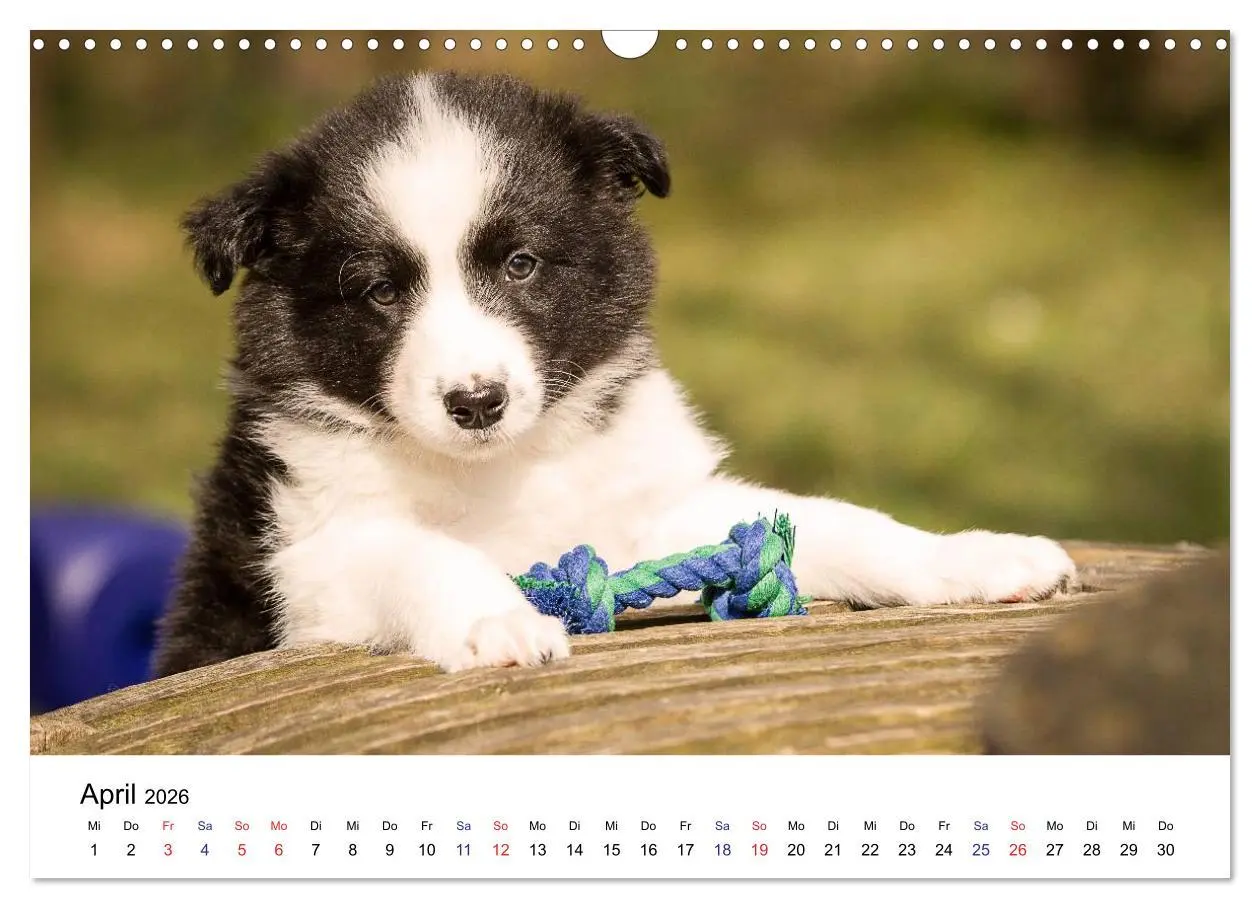 Bild: 9783516065770 | Pfotastische Border Collie Welpen (Wandkalender 2026 DIN A3 quer),...