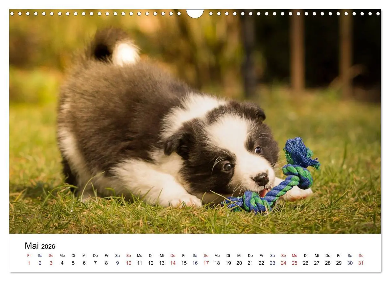 Bild: 9783516065770 | Pfotastische Border Collie Welpen (Wandkalender 2026 DIN A3 quer),...
