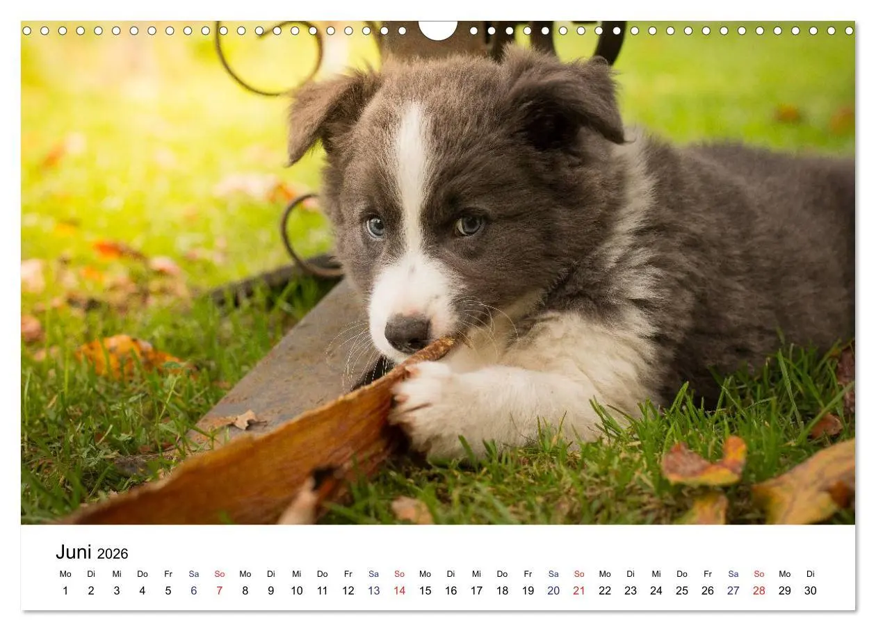 Bild: 9783516065770 | Pfotastische Border Collie Welpen (Wandkalender 2026 DIN A3 quer),...