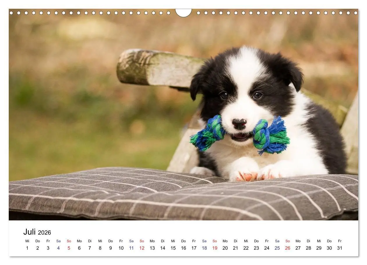 Bild: 9783516065770 | Pfotastische Border Collie Welpen (Wandkalender 2026 DIN A3 quer),...