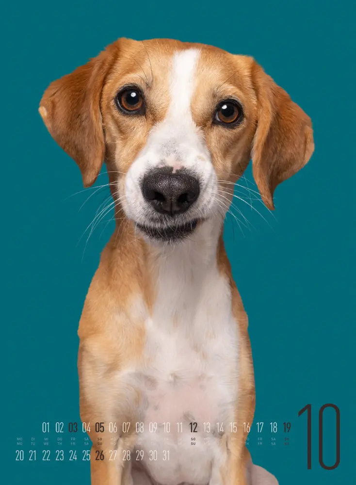 Bild: 9783838425870 | Frei Schnauze - Kalender 2025 | Elke Vogelsang (u. a.) | Kalender