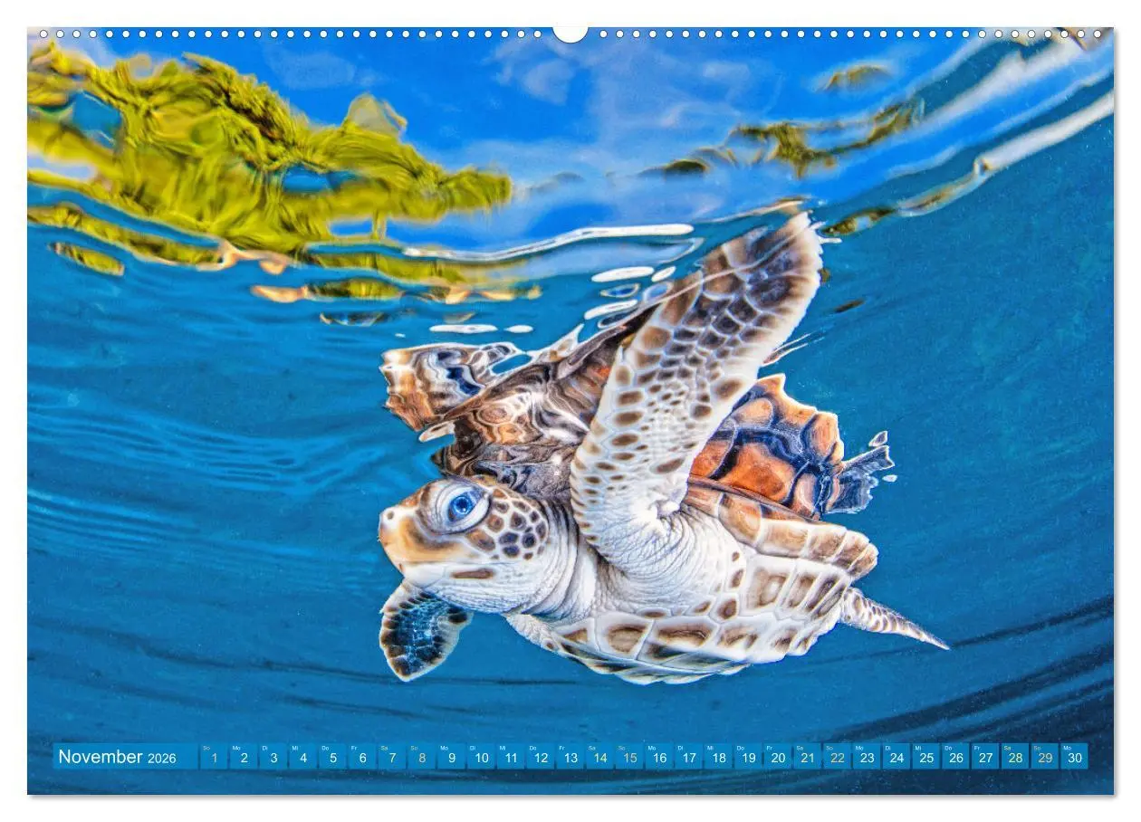 Bild: 9783457265970 | Meeresschildkröten: Aus den blauen Tiefen der Ozeane (hochwertiger...