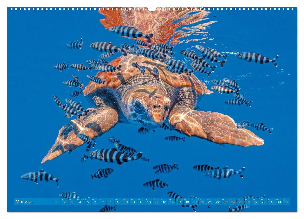 Bild: 9783457265970 | Meeresschildkröten: Aus den blauen Tiefen der Ozeane (hochwertiger...
