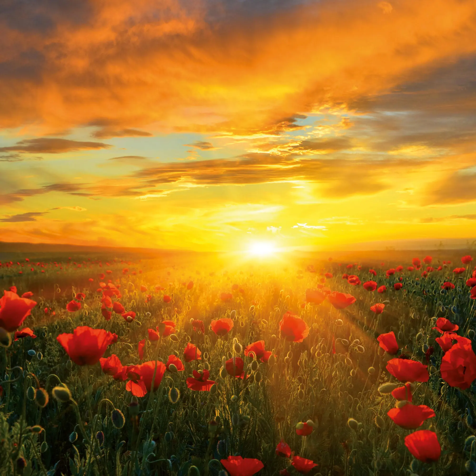 Bild: 9783959295970 | Die Sonne geht auf 2026 | Kalender 2026 | Kalender | Artwork Edition