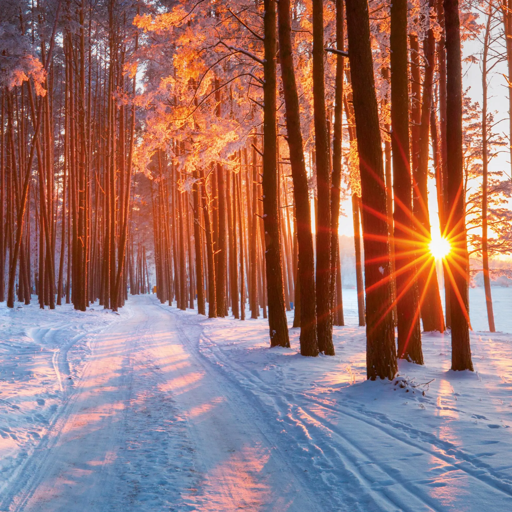 Bild: 9783959295970 | Die Sonne geht auf 2026 | Kalender 2026 | Kalender | Artwork Edition