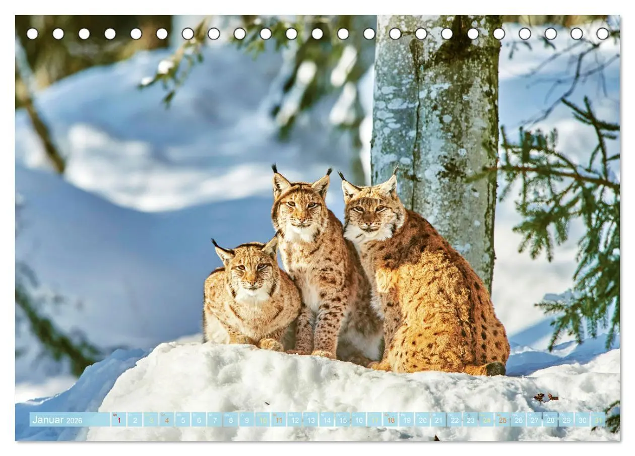 Bild: 9783457466070 | Arber, Rachel und Lusen: Der Hintere Bayerische Wald (Tischkalender...