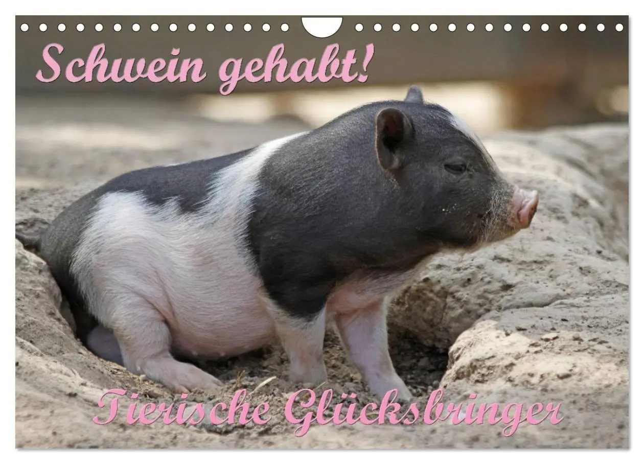 Cover: 9783516176070 | Schwein gehabt! (Wandkalender 2026 DIN A4 quer), CALVENDO...