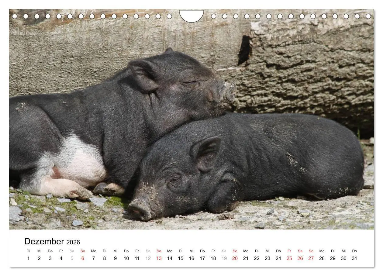 Bild: 9783516176070 | Schwein gehabt! (Wandkalender 2026 DIN A4 quer), CALVENDO...