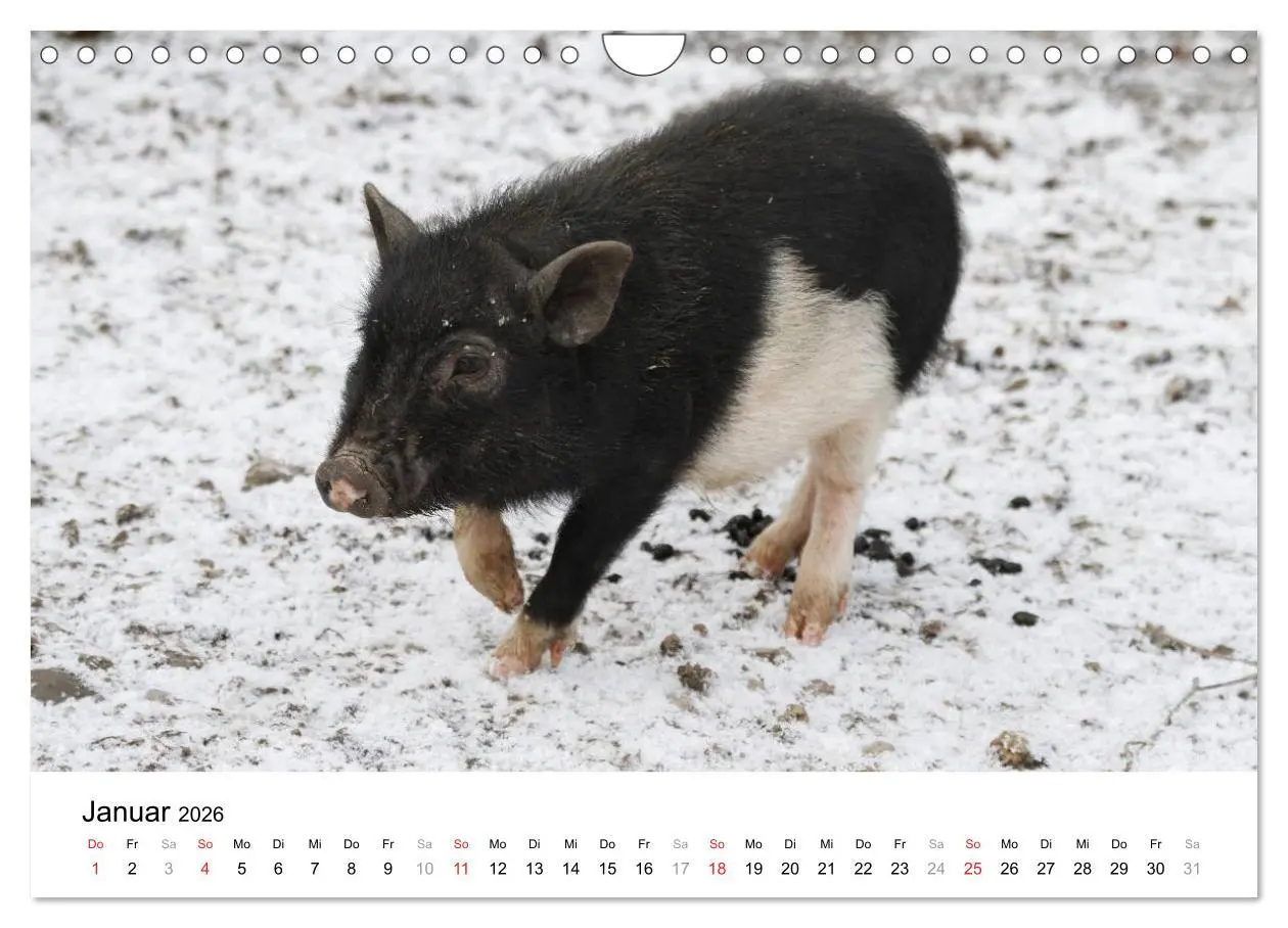 Bild: 9783516176070 | Schwein gehabt! (Wandkalender 2026 DIN A4 quer), CALVENDO...
