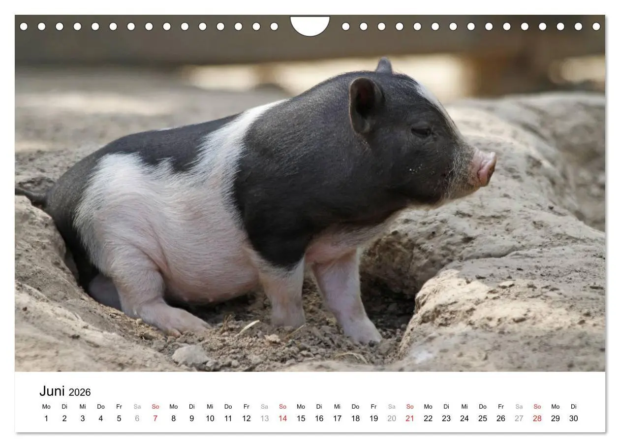 Bild: 9783516176070 | Schwein gehabt! (Wandkalender 2026 DIN A4 quer), CALVENDO...