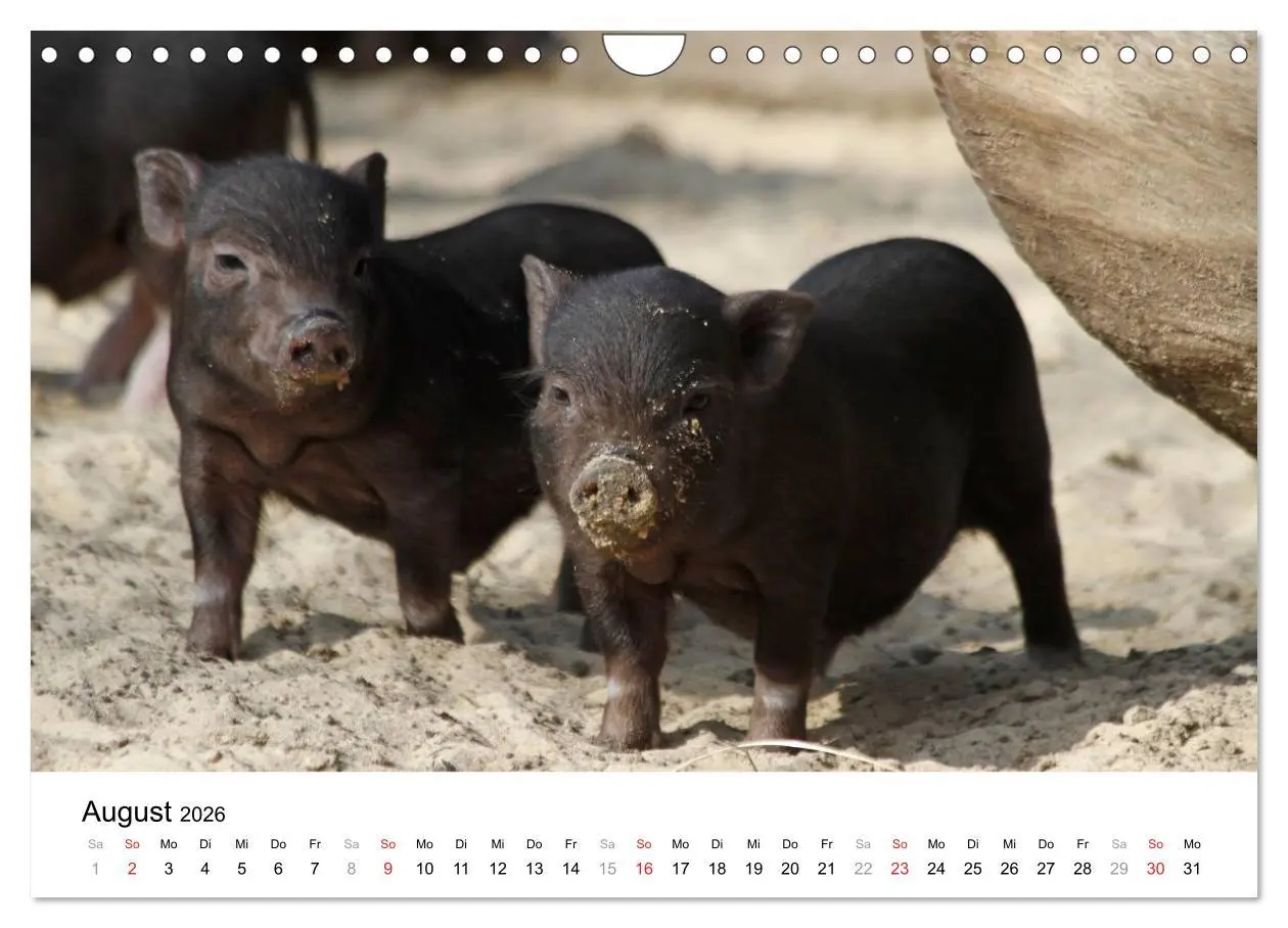 Bild: 9783516176070 | Schwein gehabt! (Wandkalender 2026 DIN A4 quer), CALVENDO...