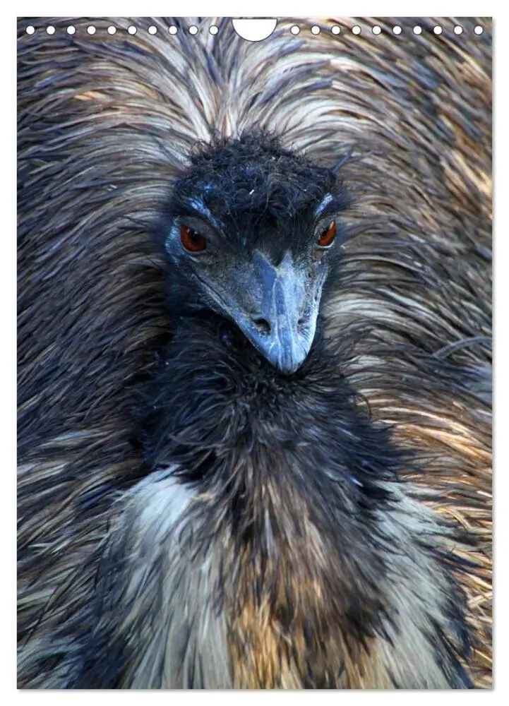 Bild: 9783457076170 | Nandu, Emu &amp; Co. (Wandkalender 2025 DIN A4 hoch), CALVENDO...