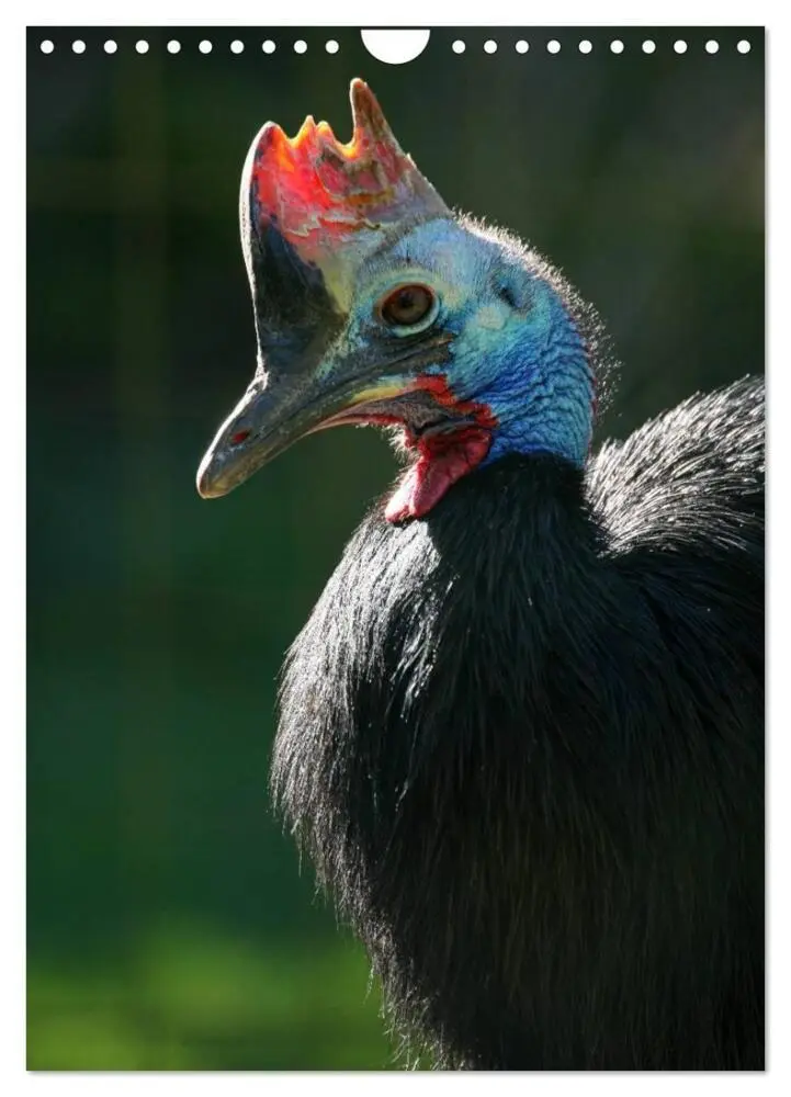 Bild: 9783457076170 | Nandu, Emu &amp; Co. (Wandkalender 2025 DIN A4 hoch), CALVENDO...