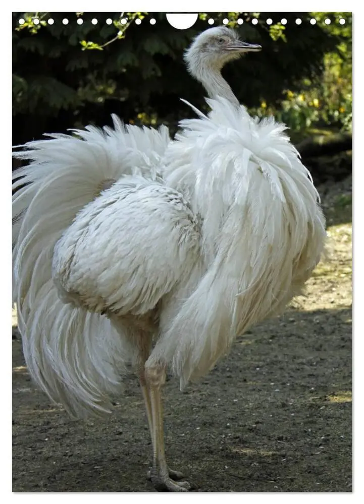 Bild: 9783457076170 | Nandu, Emu &amp; Co. (Wandkalender 2025 DIN A4 hoch), CALVENDO...