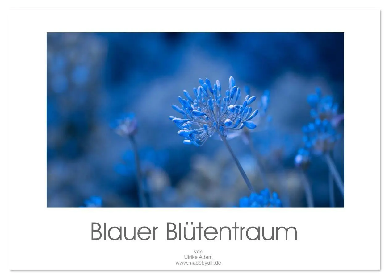 Cover: 9783457816370 | Blauer Blütentraum (Tischkalender 2026 DIN A5 quer), CALVENDO...