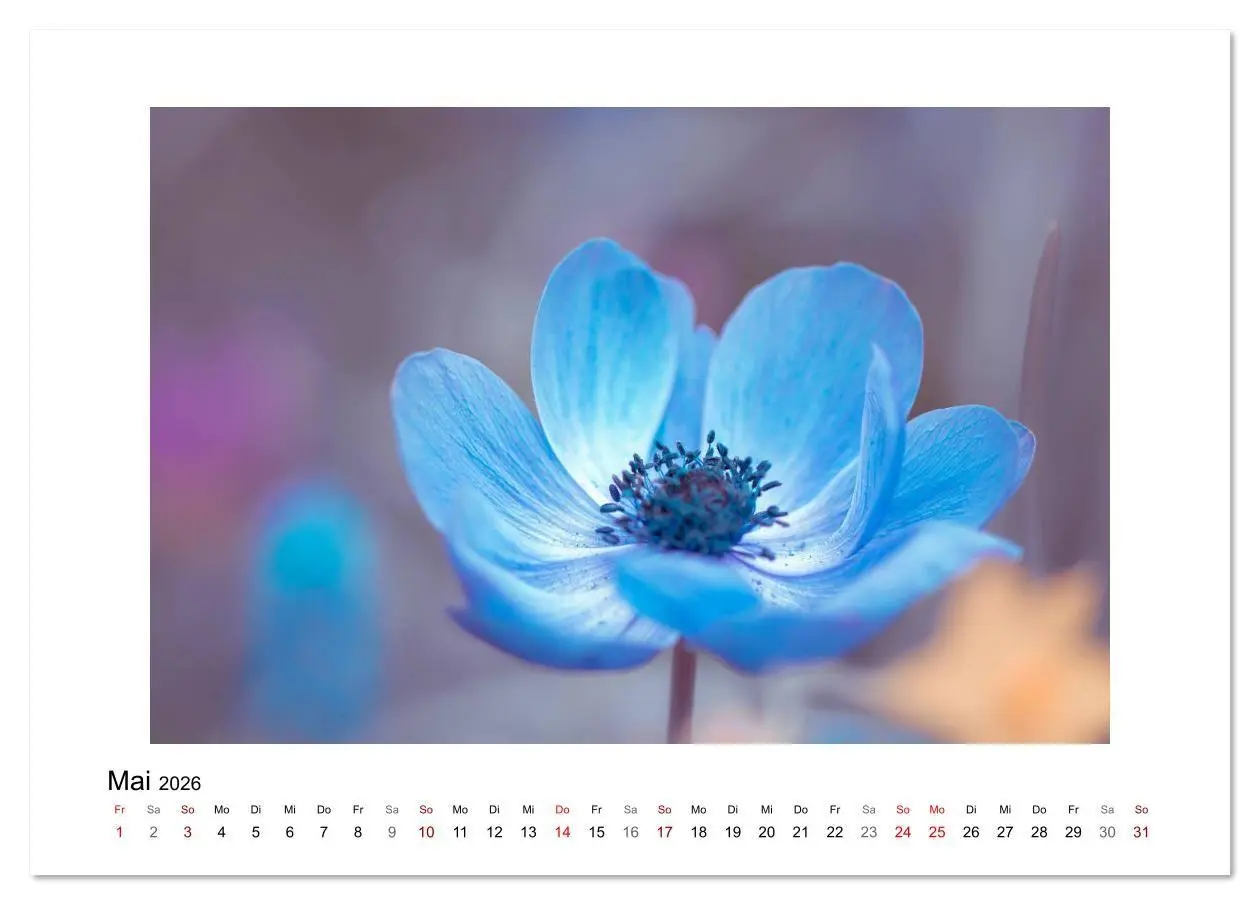 Bild: 9783457816370 | Blauer Blütentraum (Tischkalender 2026 DIN A5 quer), CALVENDO...