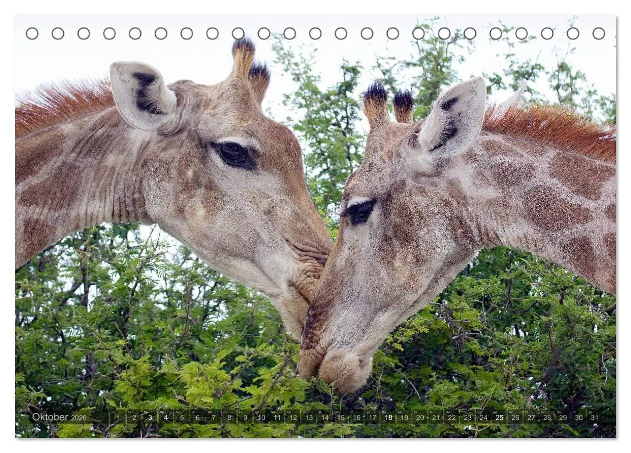 Bild: 9783516136470 | Namibia - Die Tierwelt (Tischkalender 2026 DIN A5 quer), CALVENDO...