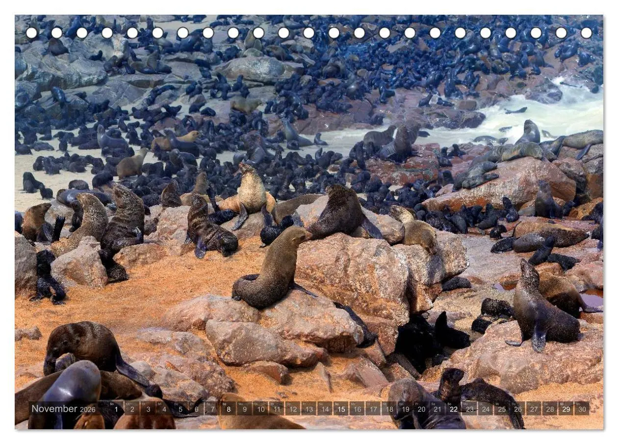 Bild: 9783516136470 | Namibia - Die Tierwelt (Tischkalender 2026 DIN A5 quer), CALVENDO...