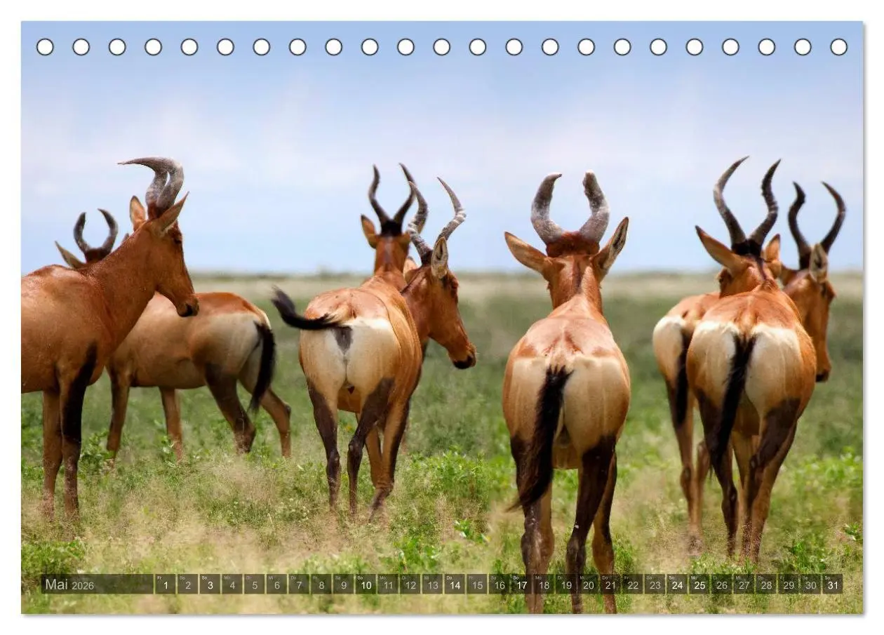 Bild: 9783516136470 | Namibia - Die Tierwelt (Tischkalender 2026 DIN A5 quer), CALVENDO...