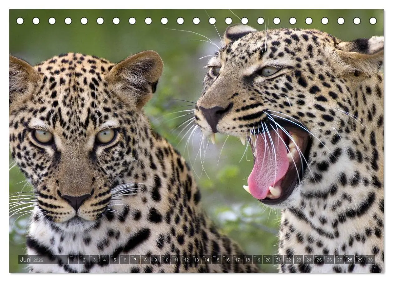 Bild: 9783516136470 | Namibia - Die Tierwelt (Tischkalender 2026 DIN A5 quer), CALVENDO...
