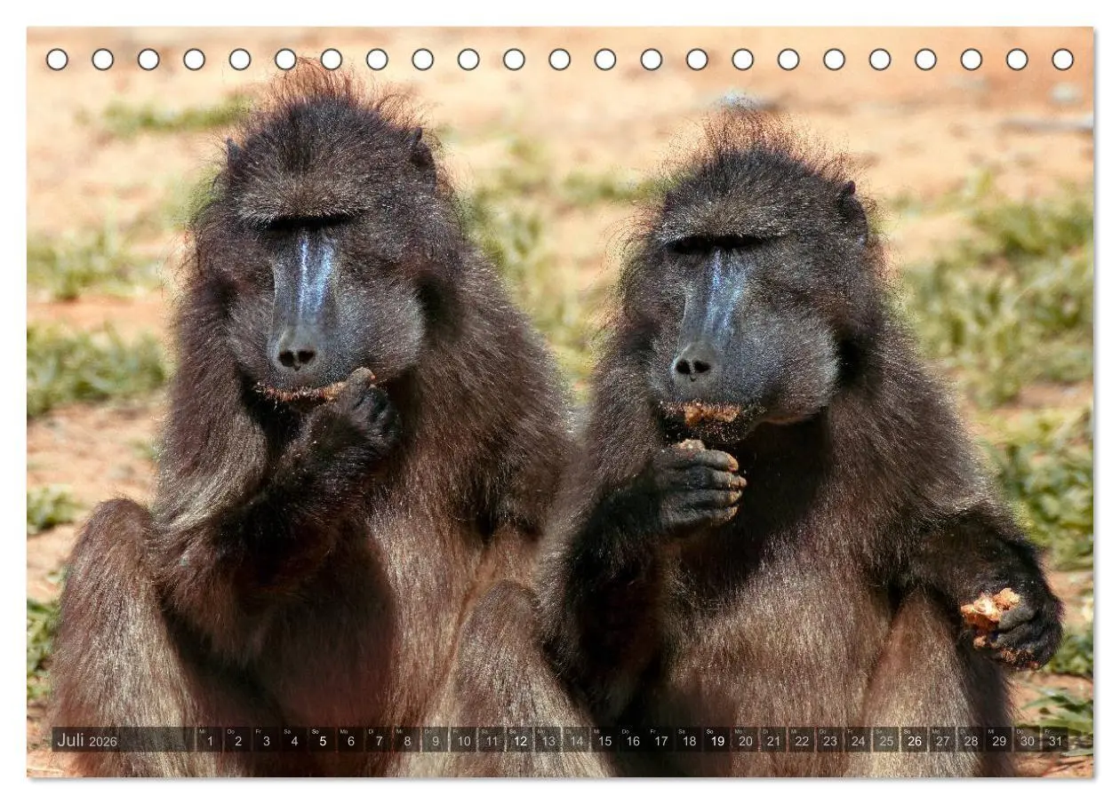 Bild: 9783516136470 | Namibia - Die Tierwelt (Tischkalender 2026 DIN A5 quer), CALVENDO...
