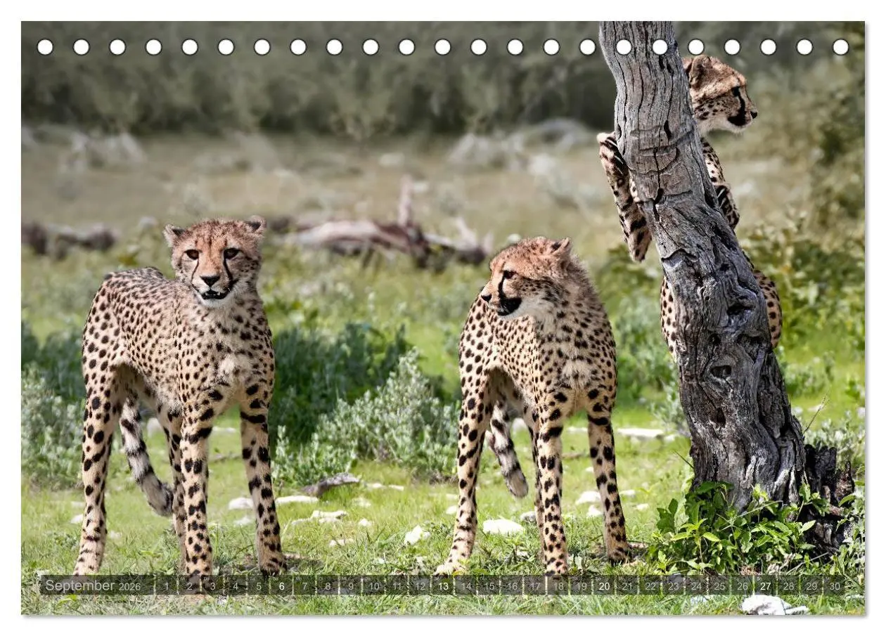 Bild: 9783516136470 | Namibia - Die Tierwelt (Tischkalender 2026 DIN A5 quer), CALVENDO...