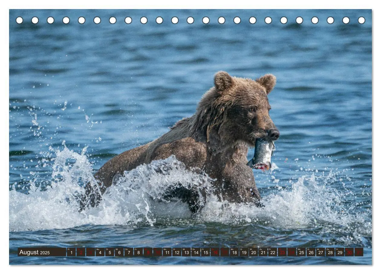 Bild: 9783435186570 | Grizzlybären im Katmai Nationalpark Alaska (Tischkalender 2025 DIN...