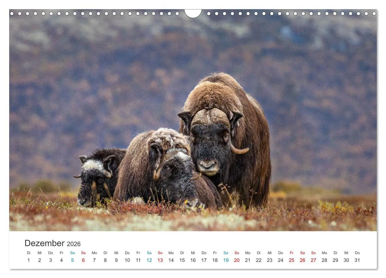 Bild: 9783457576670 | Die letzten Moschusochsen Europas (Wandkalender 2026 DIN A3 quer),...