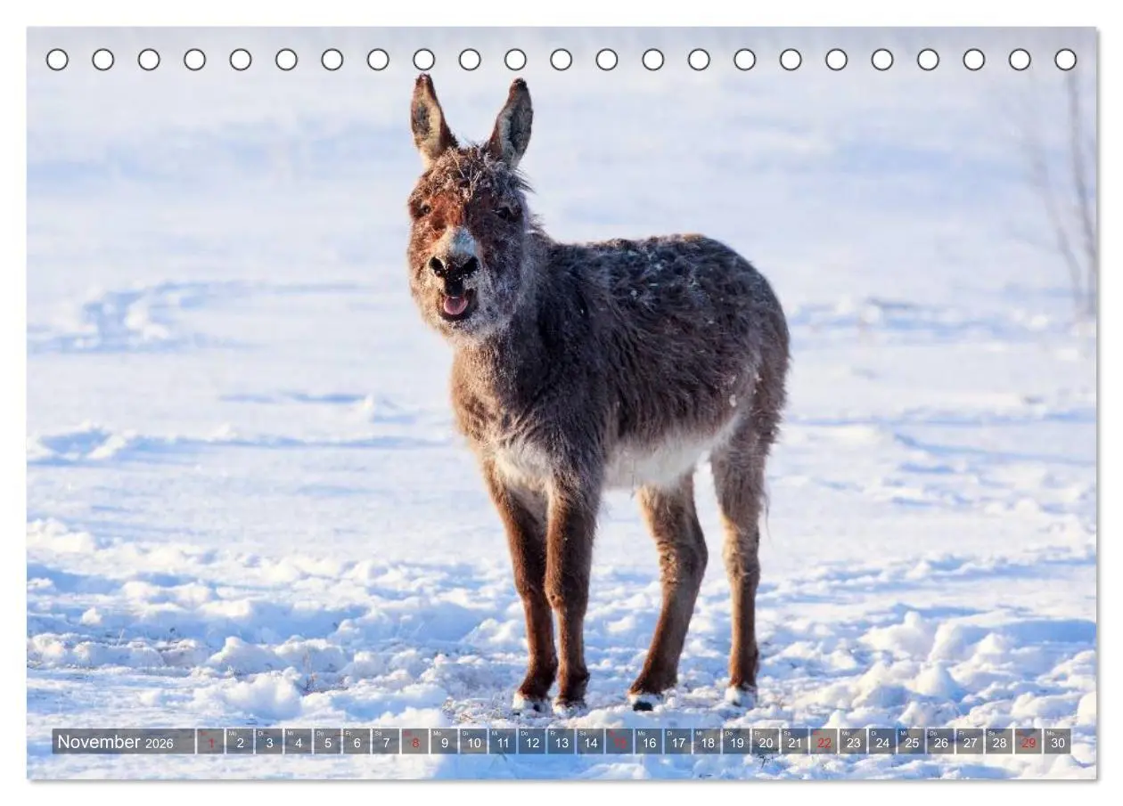 Bild: 9783516116670 | Kleiner Esel. Boldewyn und seine Freunde (Tischkalender 2026 DIN A5...