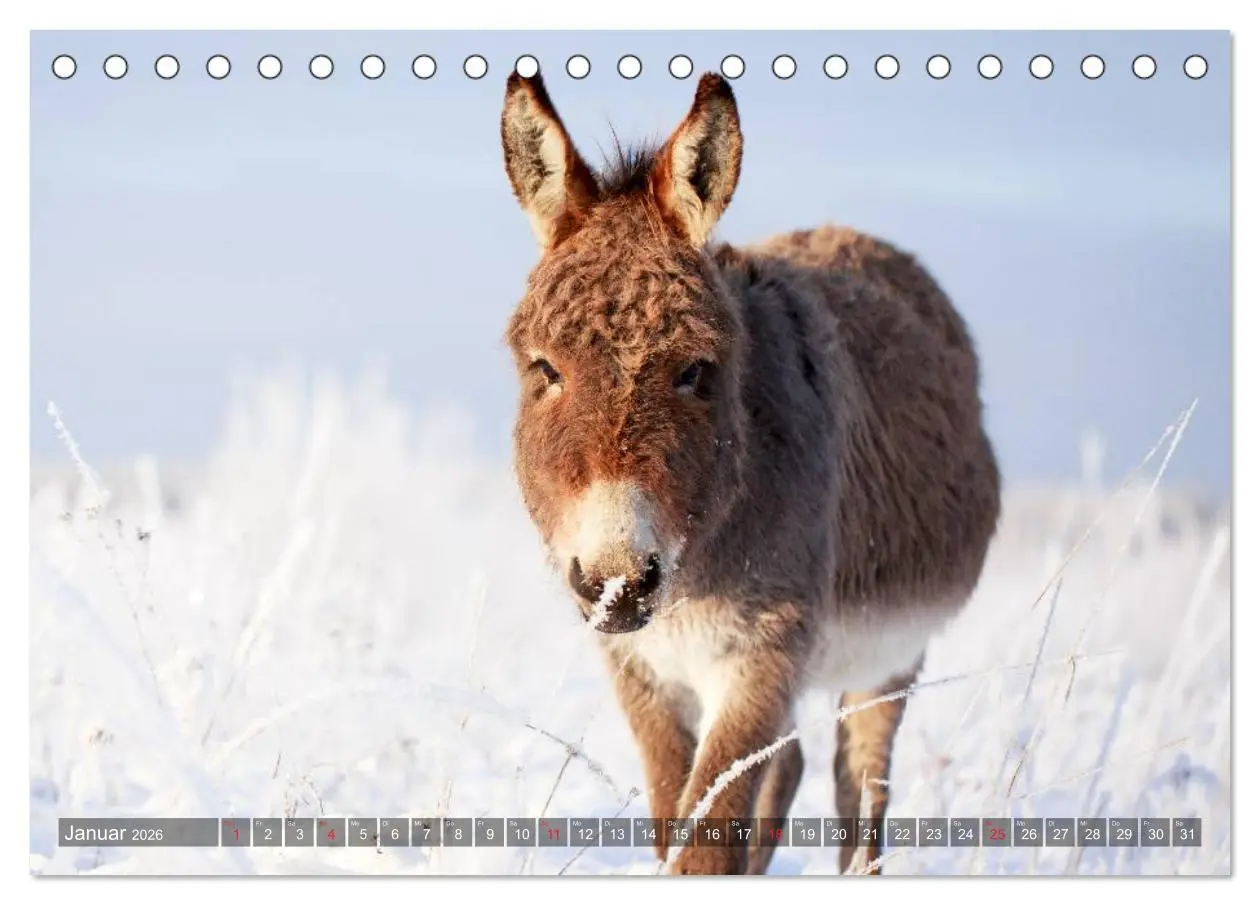 Bild: 9783516116670 | Kleiner Esel. Boldewyn und seine Freunde (Tischkalender 2026 DIN A5...