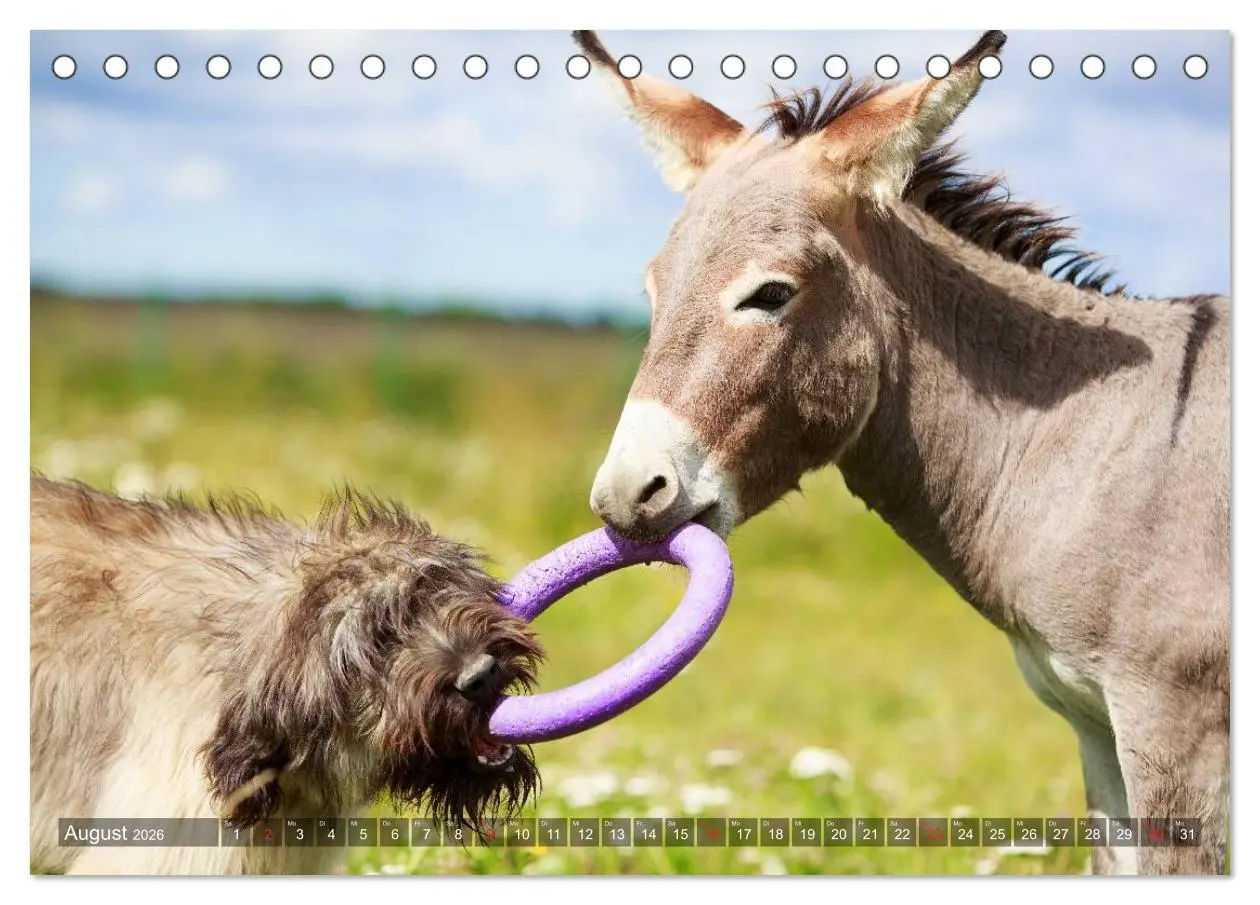 Bild: 9783516116670 | Kleiner Esel. Boldewyn und seine Freunde (Tischkalender 2026 DIN A5...
