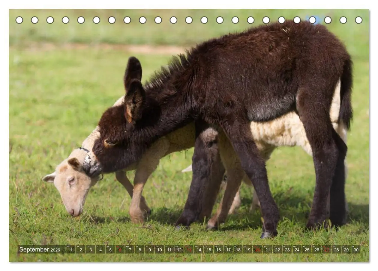 Bild: 9783516116670 | Kleiner Esel. Boldewyn und seine Freunde (Tischkalender 2026 DIN A5...
