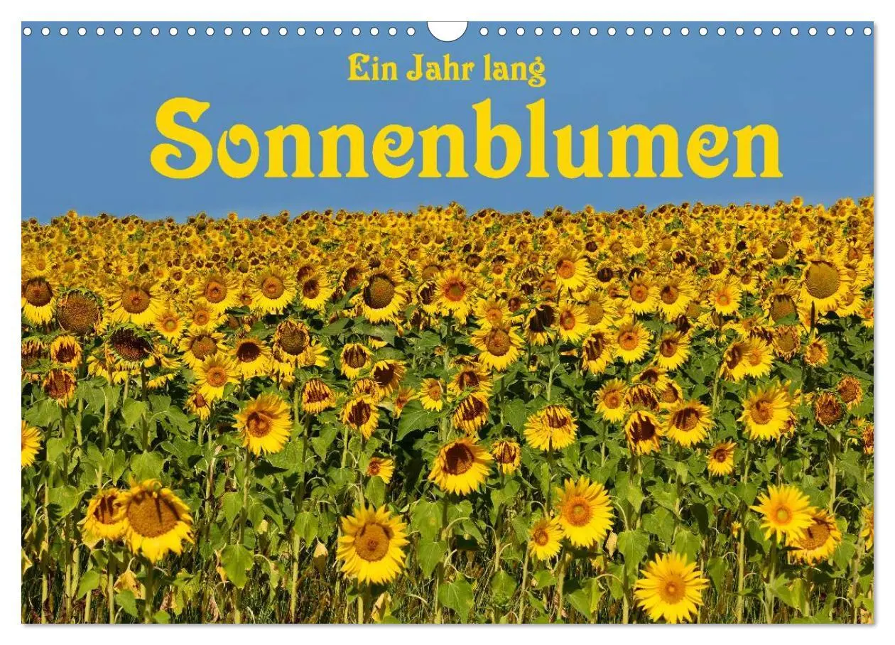 Cover: 9783435476770 | Ein Jahr lang Sonnenblumen (Wandkalender 2025 DIN A3 quer),...