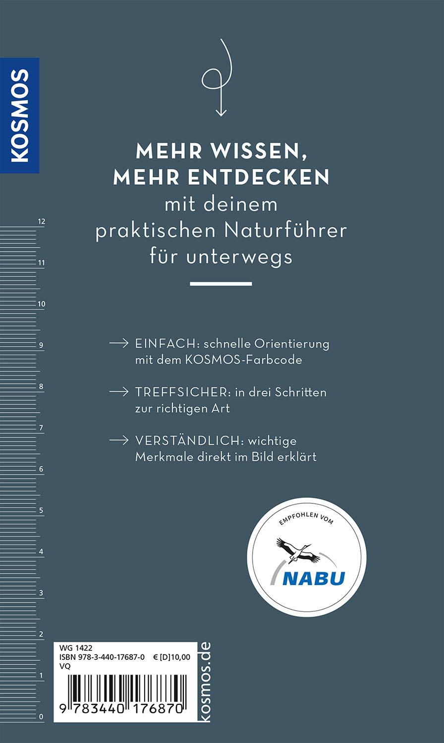 Bild: 9783440176870 | Basic Spinnen | einfach und sicher erkennen | Lars Wilker | Buch