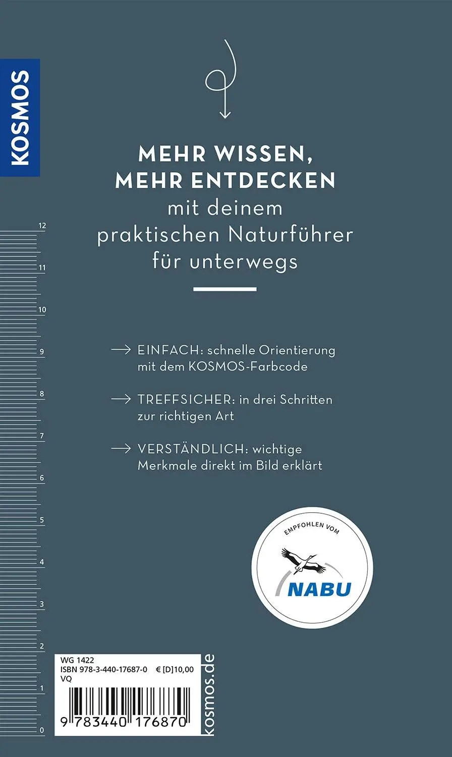 Bild: 9783440176870 | Basic Spinnen | einfach und sicher erkennen | Lars Wilker | Buch