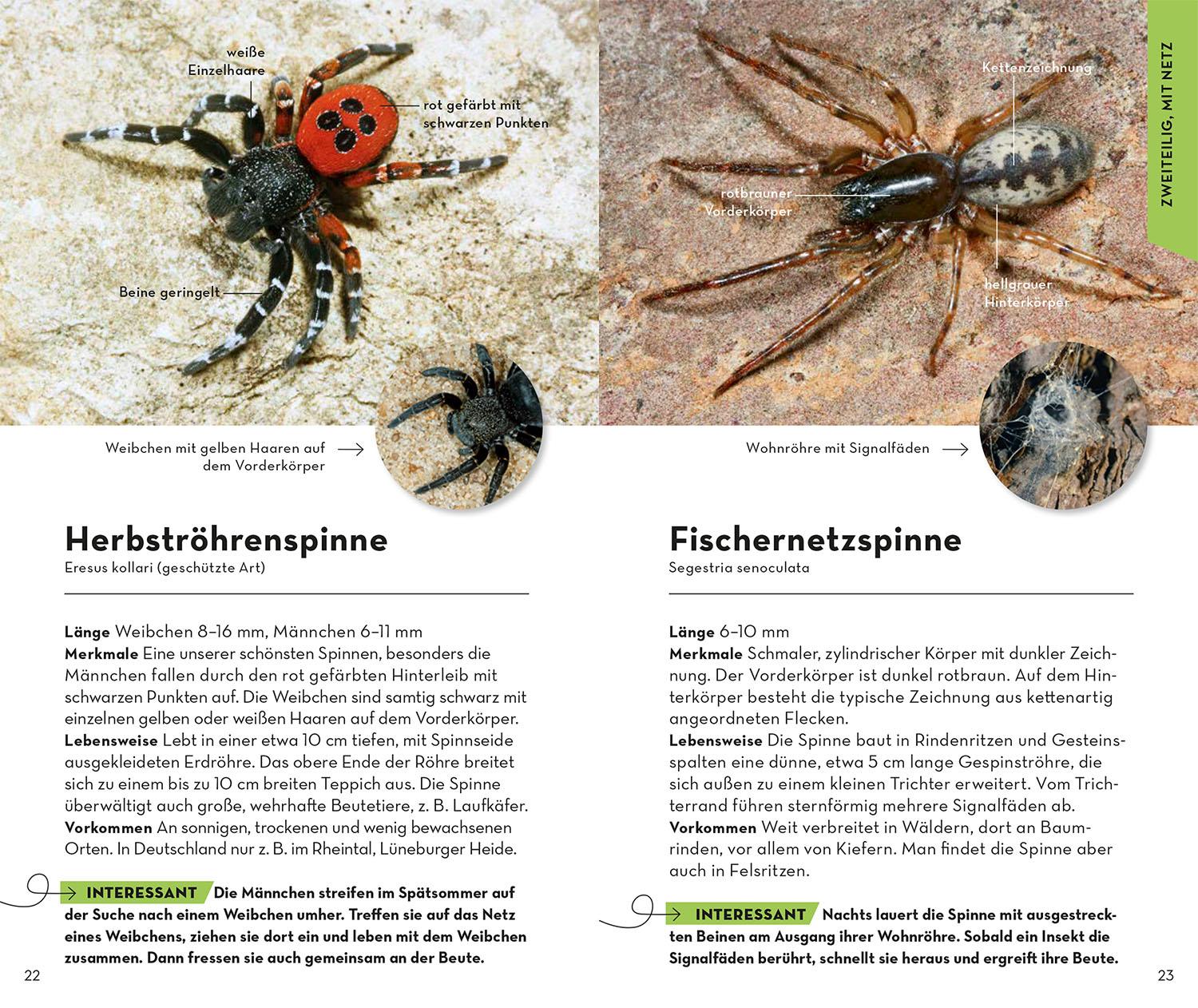 Bild: 9783440176870 | Basic Spinnen | einfach und sicher erkennen | Lars Wilker | Buch
