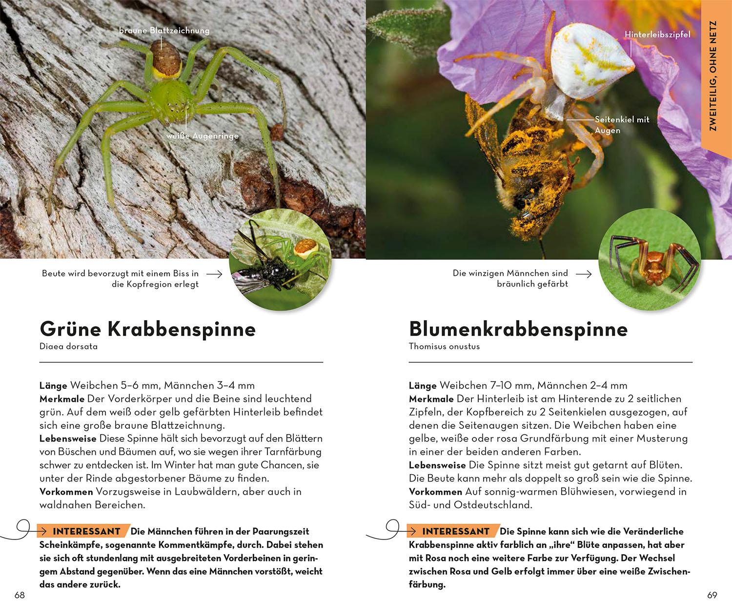 Bild: 9783440176870 | Basic Spinnen | einfach und sicher erkennen | Lars Wilker | Buch