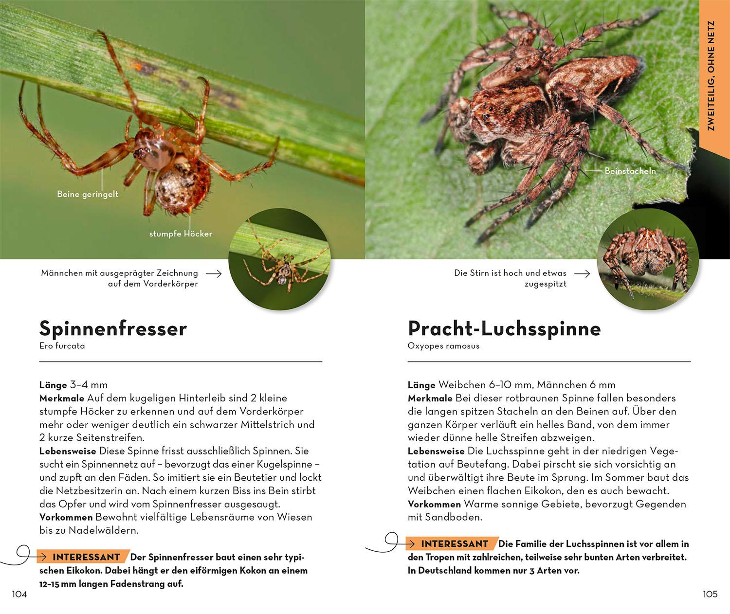 Bild: 9783440176870 | Basic Spinnen | einfach und sicher erkennen | Lars Wilker | Buch
