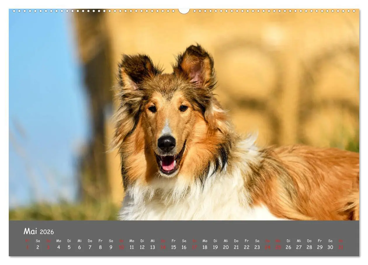 Bild: 9783457936870 | Einmal Collie - immer Collie (Wandkalender 2026 DIN A2 quer),...