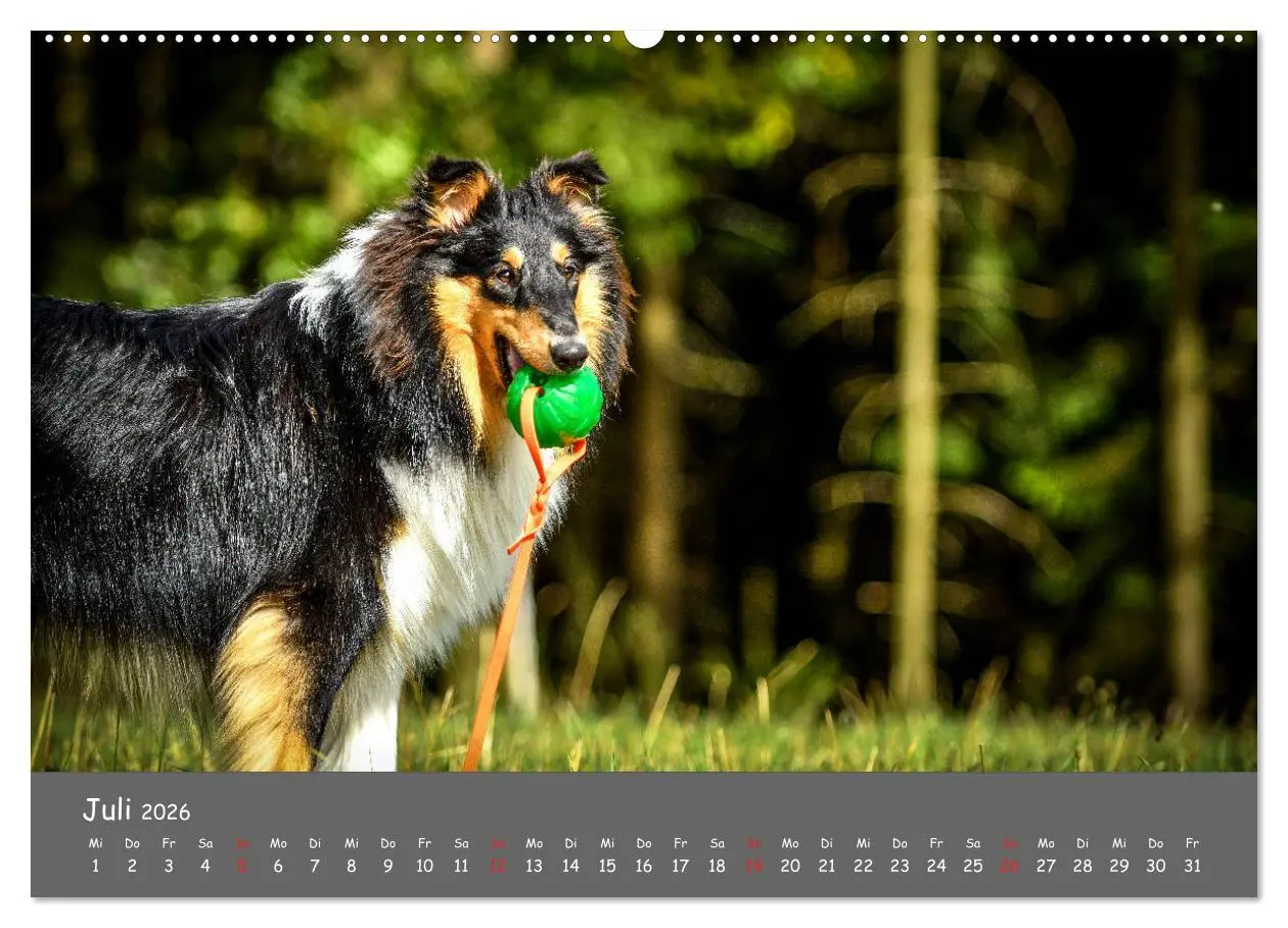 Bild: 9783457936870 | Einmal Collie - immer Collie (Wandkalender 2026 DIN A2 quer),...