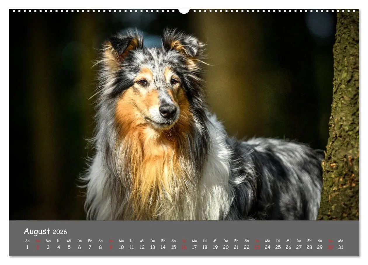 Bild: 9783457936870 | Einmal Collie - immer Collie (Wandkalender 2026 DIN A2 quer),...