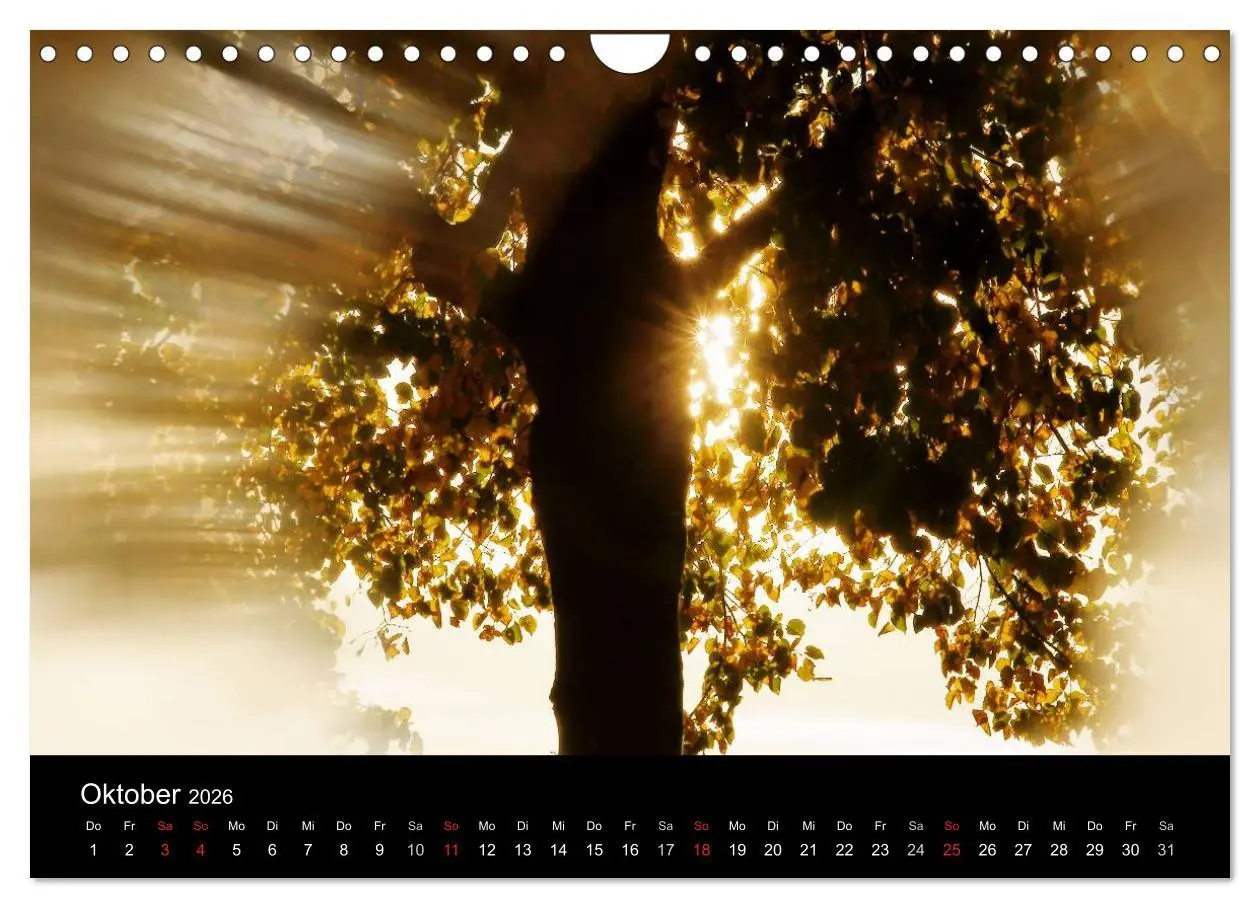 Bild: 9783516186970 | Baumporträts 2026 (Wandkalender 2026 DIN A4 quer), CALVENDO...