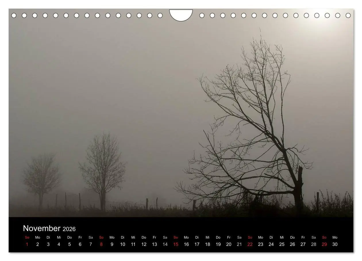 Bild: 9783516186970 | Baumporträts 2026 (Wandkalender 2026 DIN A4 quer), CALVENDO...