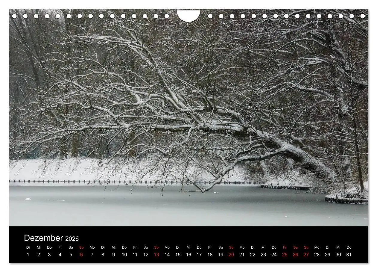 Bild: 9783516186970 | Baumporträts 2026 (Wandkalender 2026 DIN A4 quer), CALVENDO...