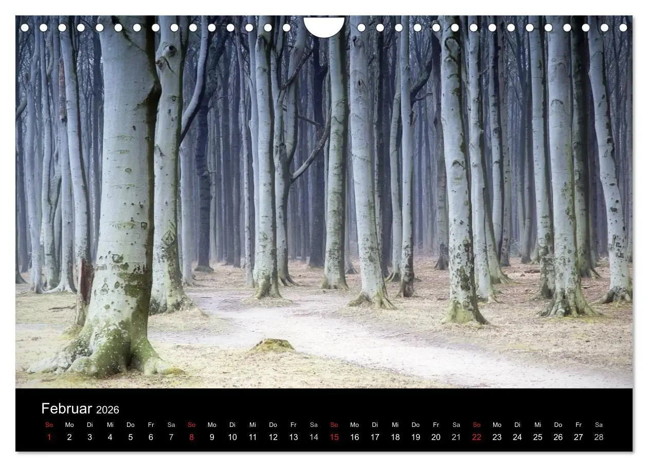 Bild: 9783516186970 | Baumporträts 2026 (Wandkalender 2026 DIN A4 quer), CALVENDO...